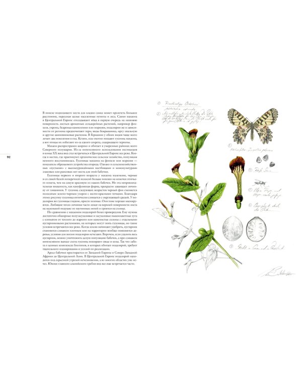 Бабочки. Основы систематики, среда обитания, жизненный цикл и магия совершенства