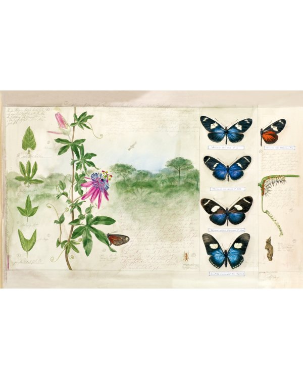 Бабочки. Основы систематики, среда обитания, жизненный цикл и магия совершенства