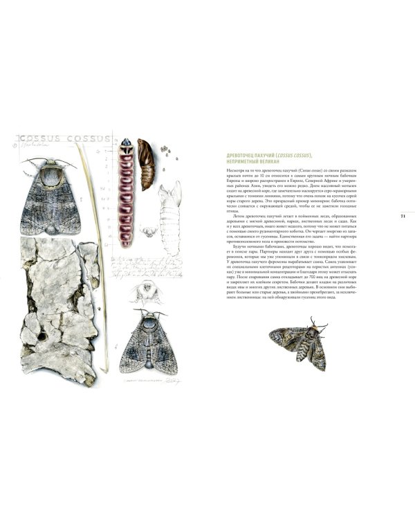 Бабочки. Основы систематики, среда обитания, жизненный цикл и магия совершенства