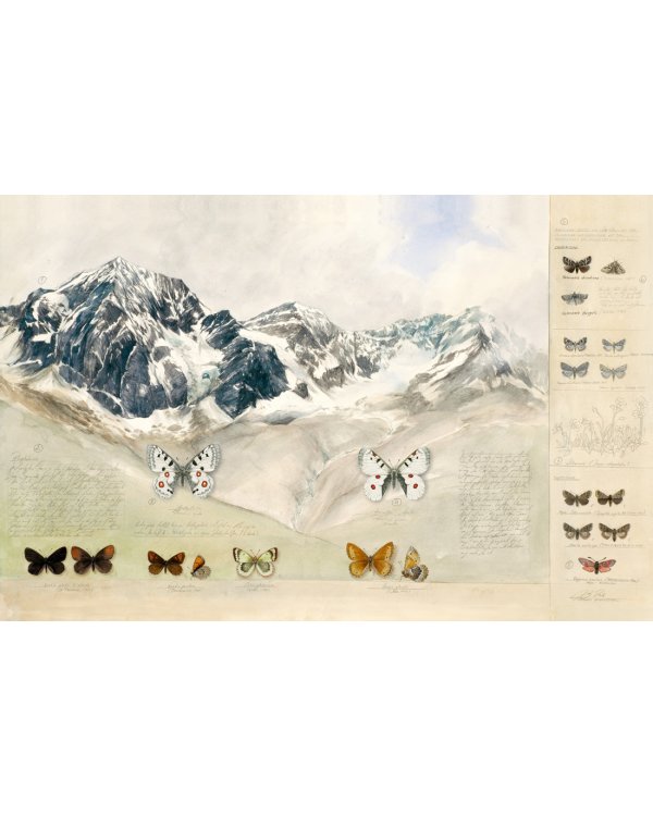 Бабочки. Основы систематики, среда обитания, жизненный цикл и магия совершенства