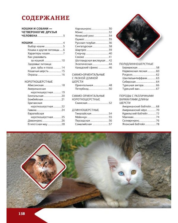 Большая энциклопедия о кошках и собаках