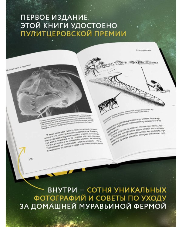 Путешествие к муравьям