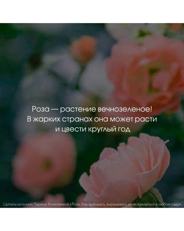 Розы. Как выбирать, выращивать и наслаждаться в любом саду