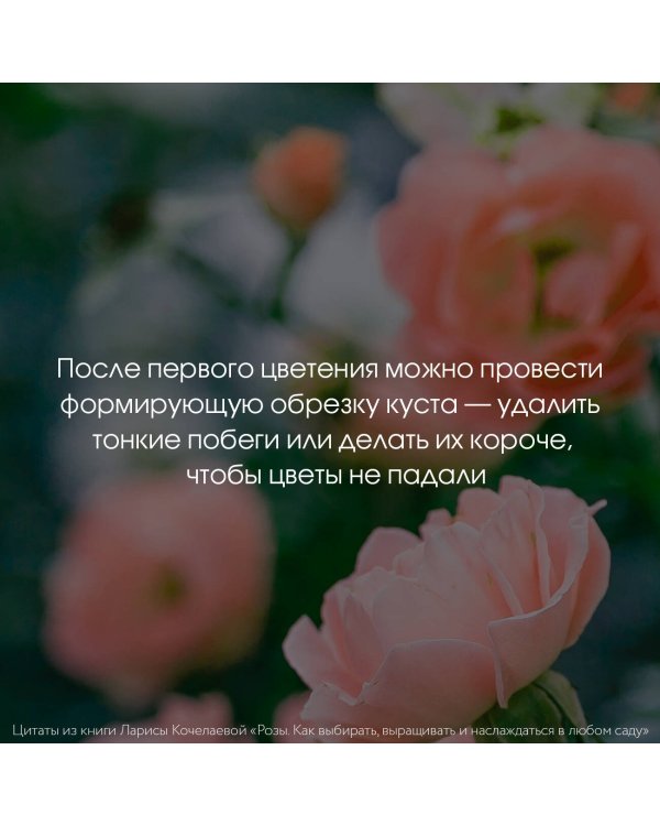 Розы. Как выбирать, выращивать и наслаждаться в любом саду