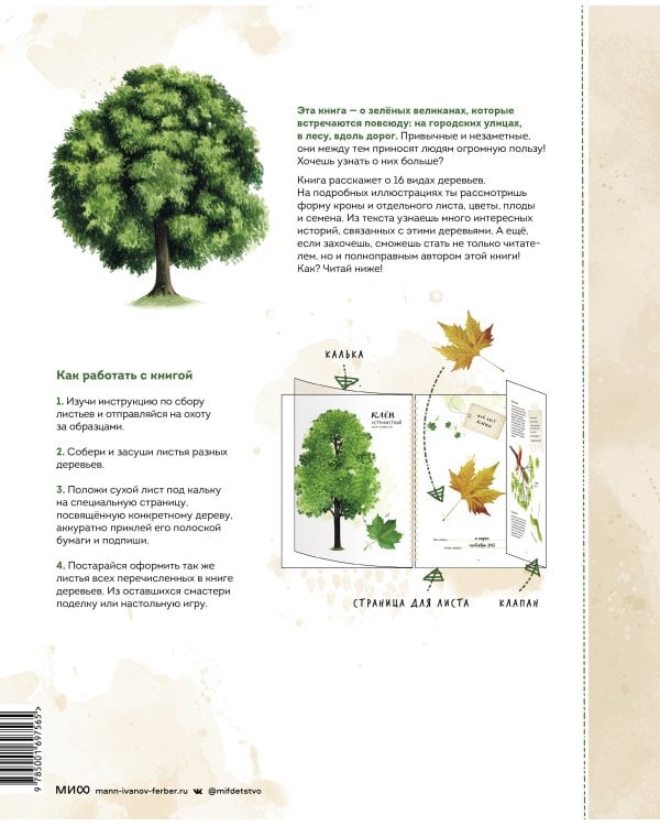 Мой гербарий. Листья деревьев