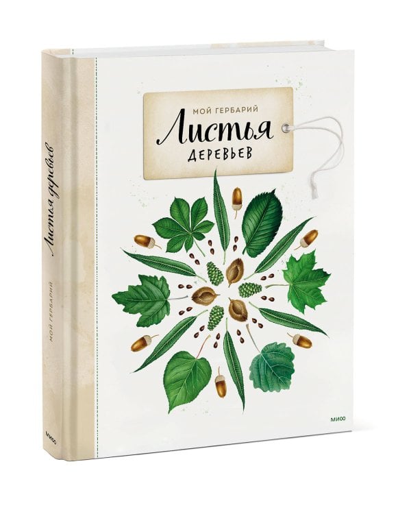Мой гербарий. Листья деревьев