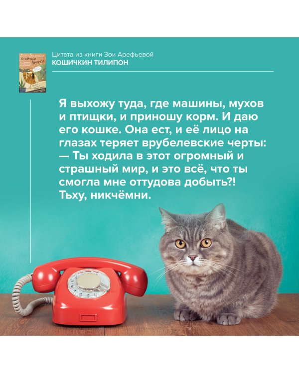 Кошичкин тилипон. Правдиви истори о котиках и их никчемни. Экспресс-помощь для тех, кто застрял в рутине и ищет вдохновение