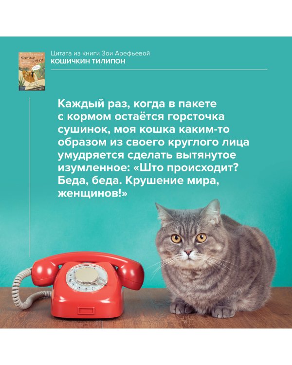 Кошичкин тилипон. Правдиви истори о котиках и их никчемни. Экспресс-помощь для тех, кто застрял в рутине и ищет вдохновение
