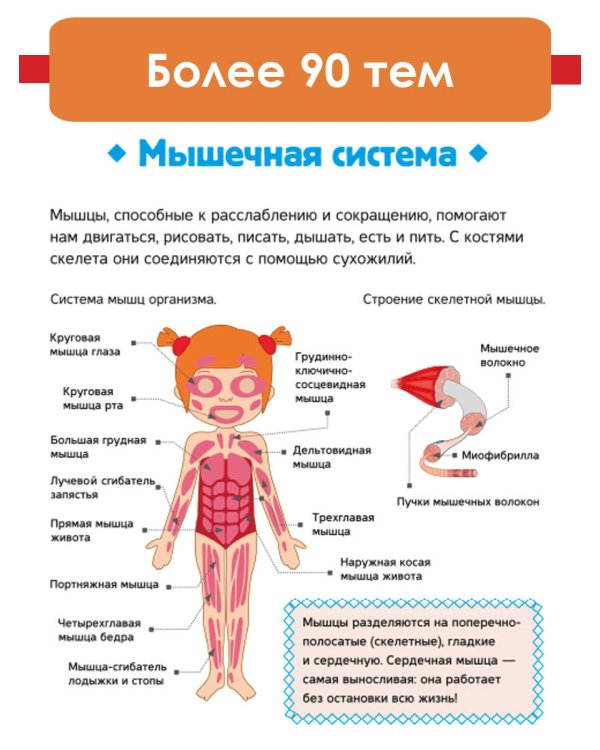 Тело человека