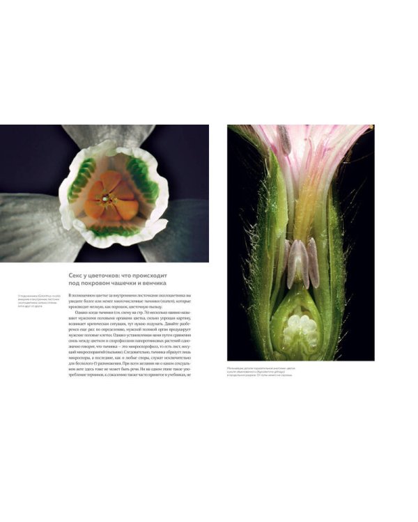 Цветы. Естественная история