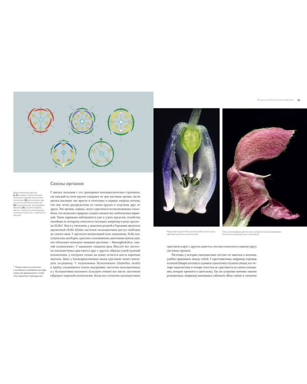 Цветы. Естественная история