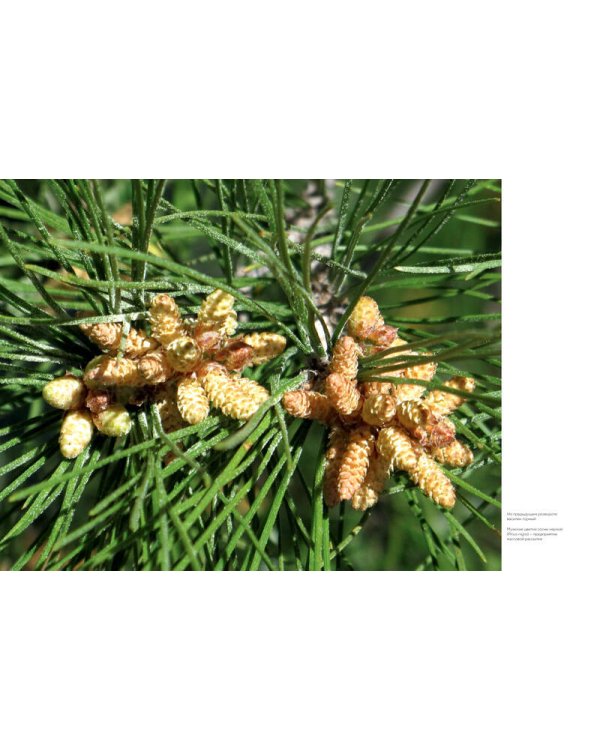 Цветы. Естественная история