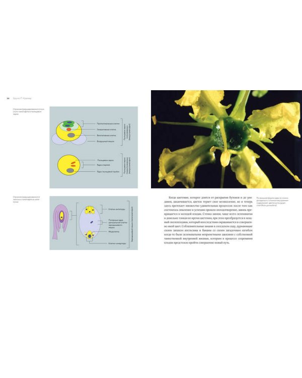 Цветы. Естественная история