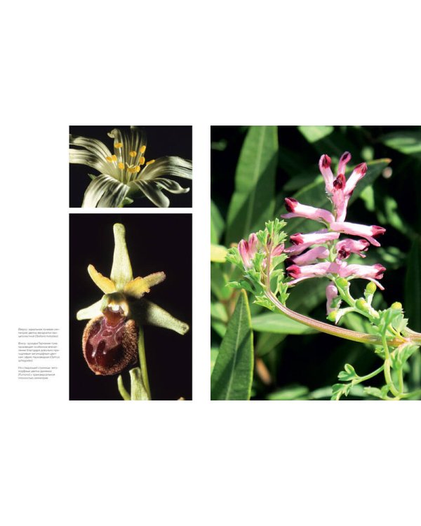 Цветы. Естественная история