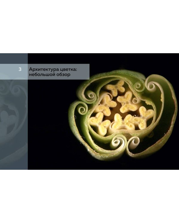 Цветы. Естественная история