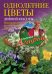 Однолетние цветы дивной красоты. Выращивание, размножение, уход.