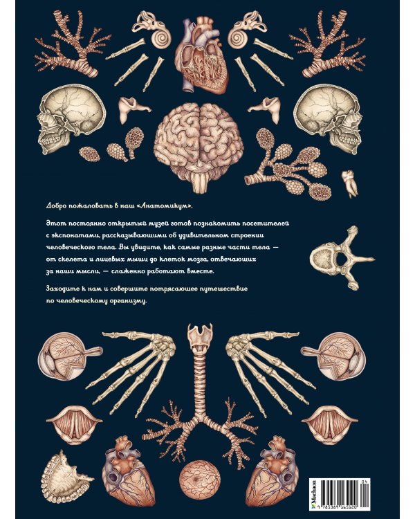 Анатомикум