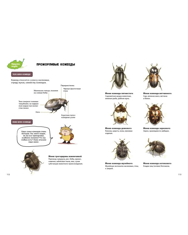 Жук-скакун и нечестный поединок