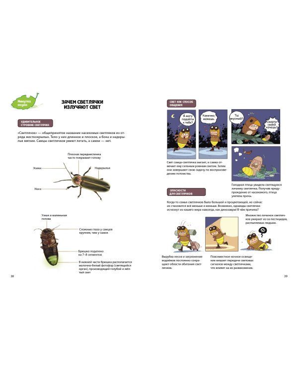 Жук-скакун и нечестный поединок