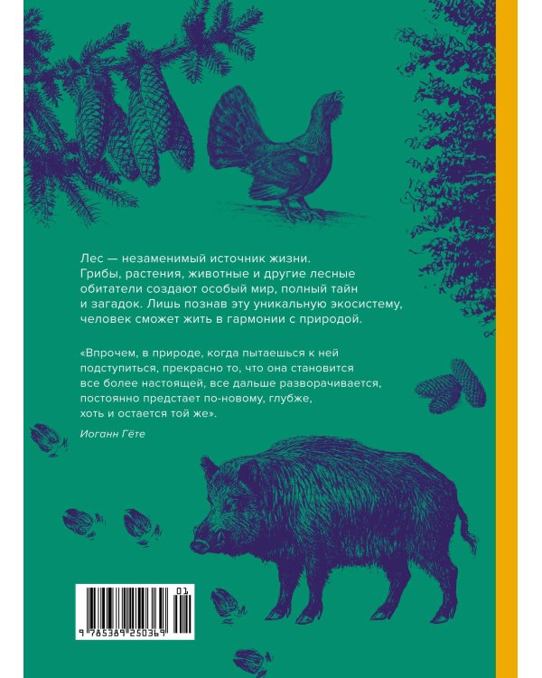 Загадки леса: Удивительная жизнь зеленой экосистемы планеты
