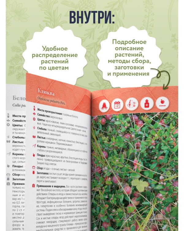 Лечебные травы. Иллюстрированный справочник-определитель