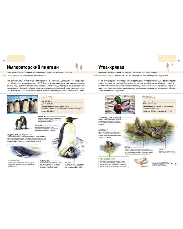 Животные. Все обитатели нашей планеты