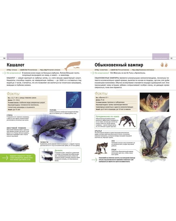 Животные. Все обитатели нашей планеты