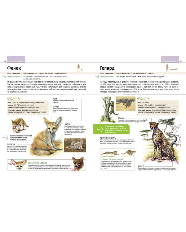 Животные. Все обитатели нашей планеты