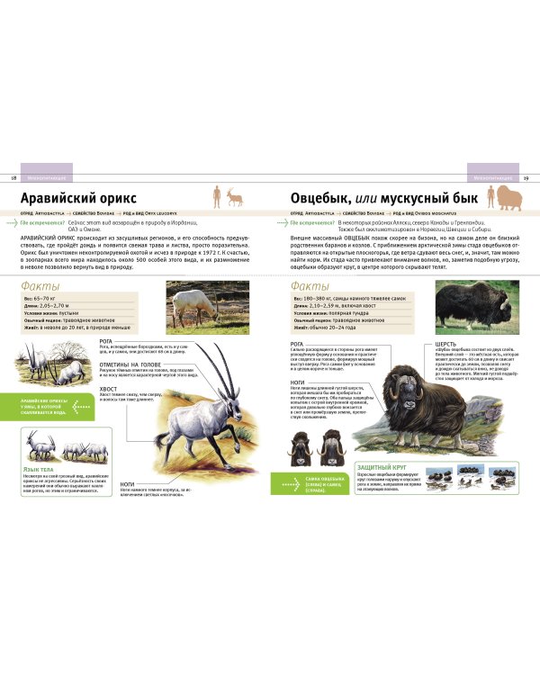 Животные. Все обитатели нашей планеты