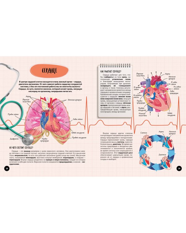 Что? Как? Почему? Мои первые знания про ТЕЛО ЧЕЛОВЕКА (с постером)