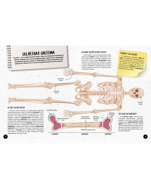 Что? Как? Почему? Мои первые знания про ТЕЛО ЧЕЛОВЕКА (с постером)