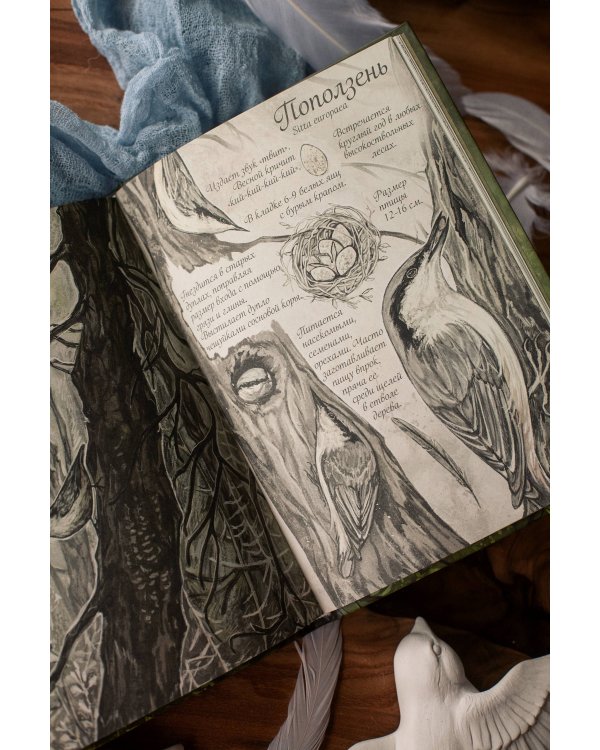 Птицы леса. Артбук