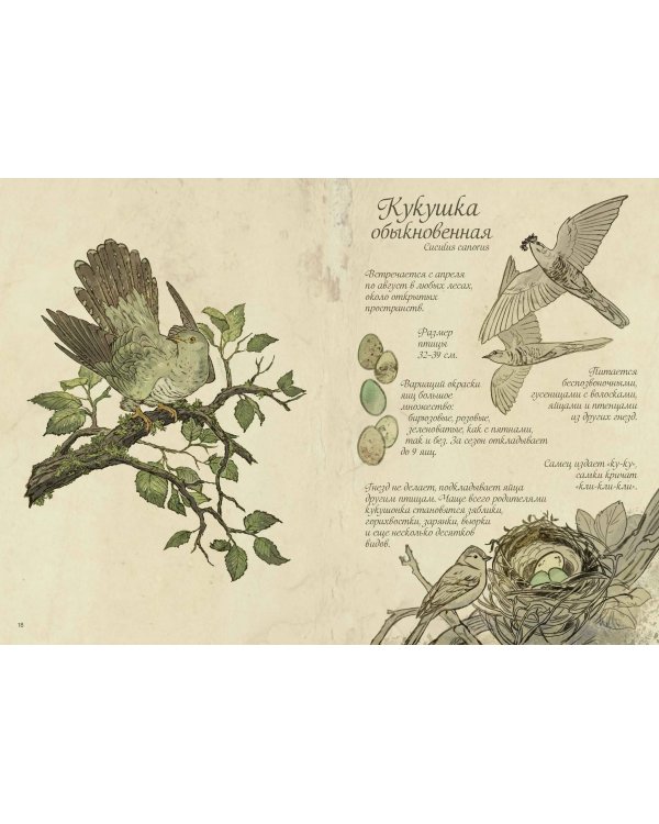 Птицы леса. Артбук