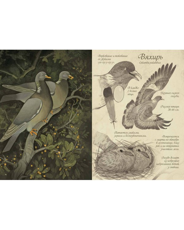 Птицы леса. Артбук