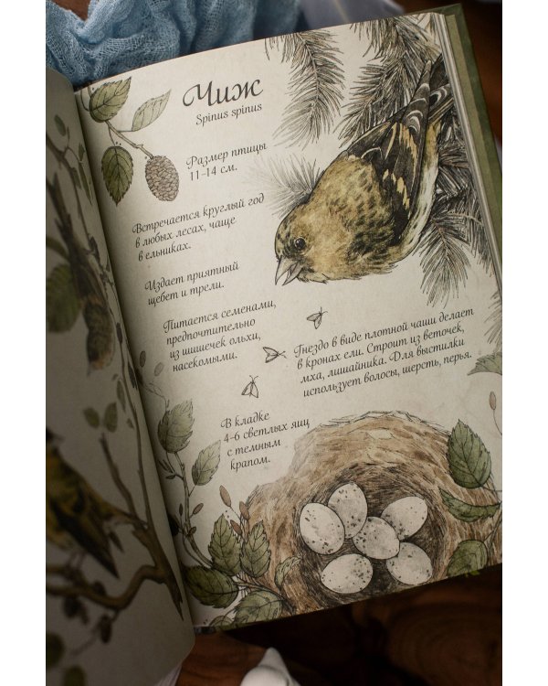 Птицы леса. Артбук