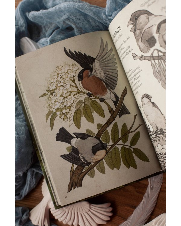 Птицы леса. Артбук