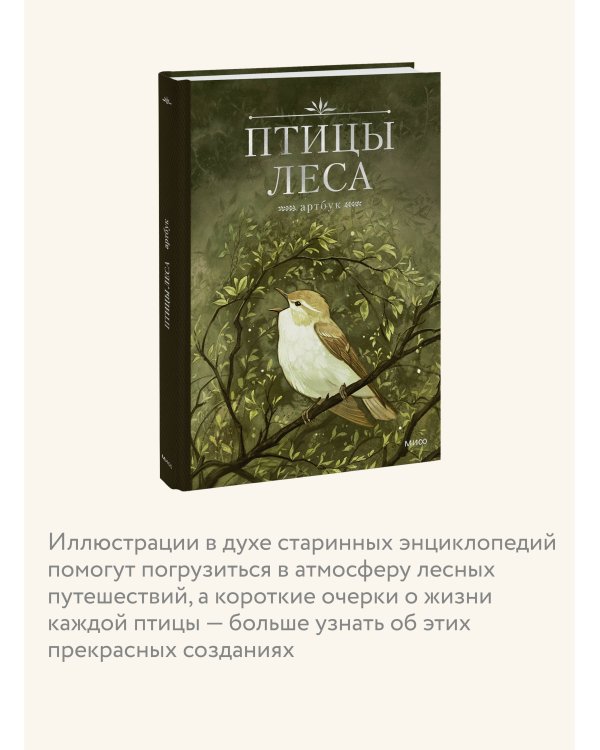 Птицы леса. Артбук