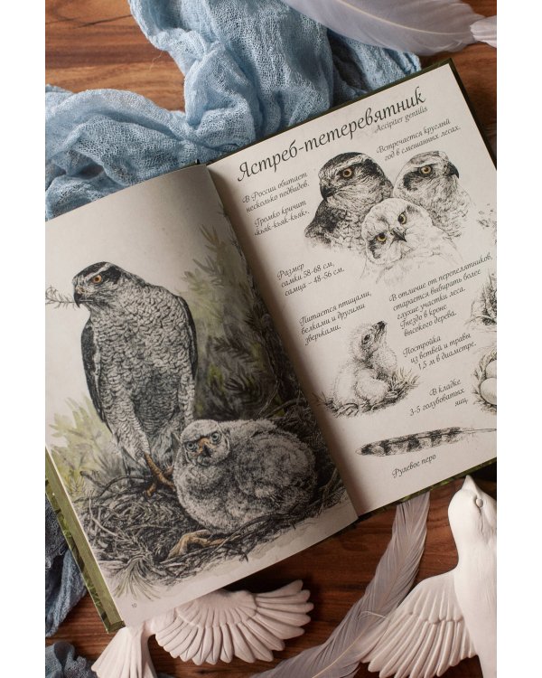 Птицы леса. Артбук