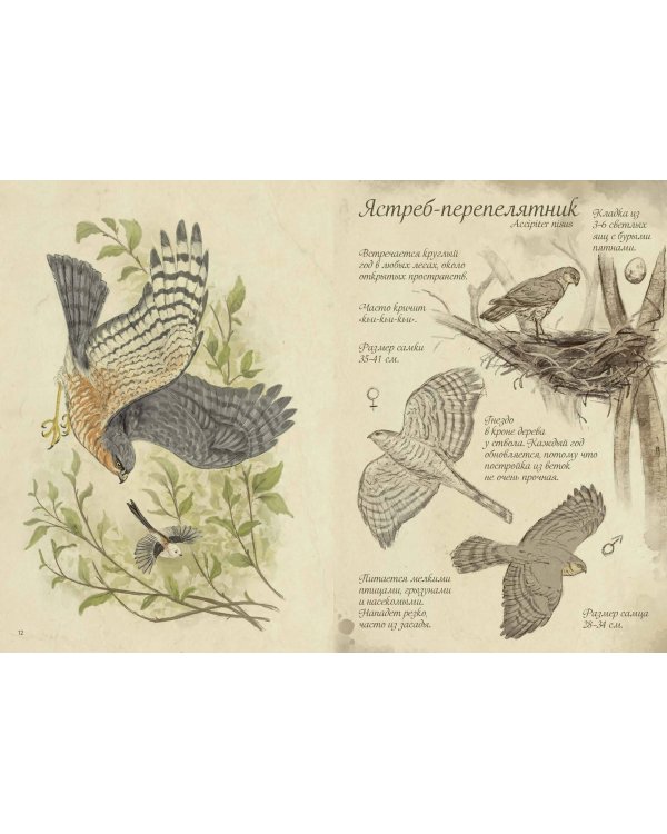 Птицы леса. Артбук