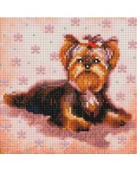 457-ST-PS Маленький Йорк