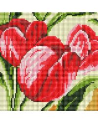 471-ST-PS Тюльпаны