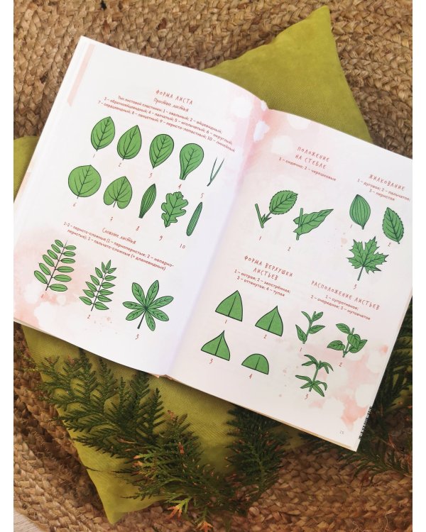 Деревья. Атлас-определитель