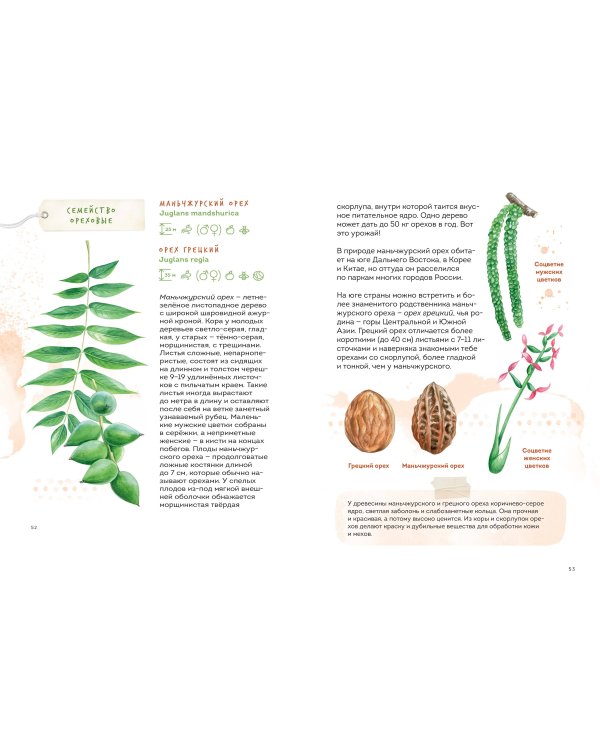 Деревья. Атлас-определитель