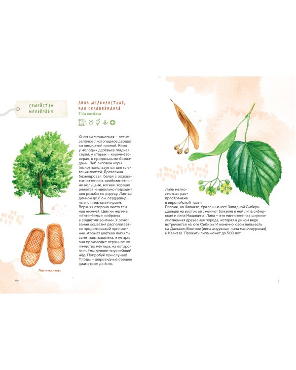 Деревья. Атлас-определитель