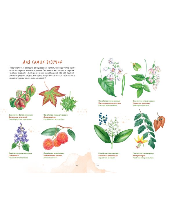 Деревья. Атлас-определитель