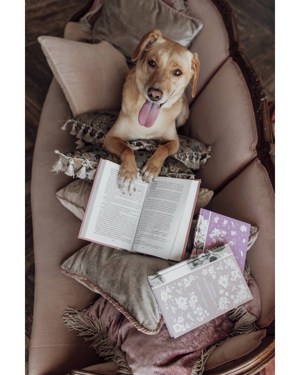 Леди Сьюзен