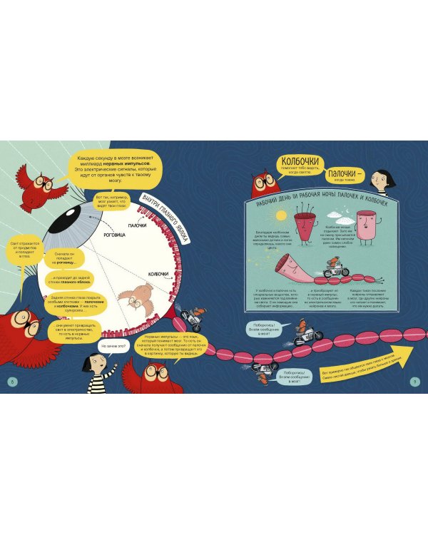 Твой мозг. Книга-экскурсия. Первое знакомство