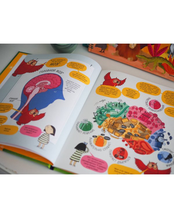 Твой мозг. Книга-экскурсия. Первое знакомство