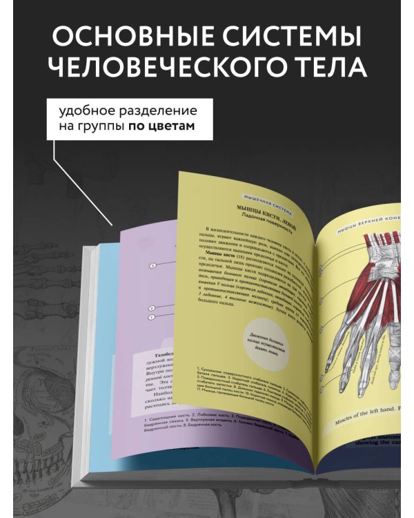 Популярный атлас анатомии человека. 200 классических иллюстраций из «Анатомии Грея»