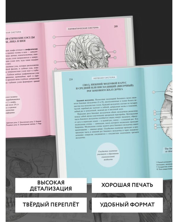 Популярный атлас анатомии человека. 200 классических иллюстраций из «Анатомии Грея»